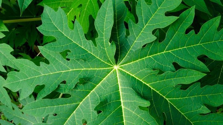 Asam Lambung Naik? Konsumsi 6 Jenis Daun Ini untuk Meredakannya, 1. Daun kemangi, 2. Daun pepaya, 3. Daun kelor, 4. Bayam, 5. Daun adas, 6. Selada