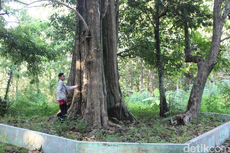 Array,Kisah Jati Denok Blora, Persembunyian Putri Kediri yang Dijaga Harimau