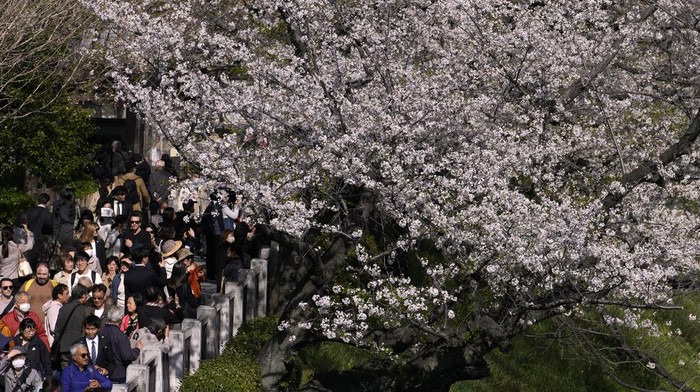 Array,Kapan Waktu yang Pas untuk Liburan ke Jepang?