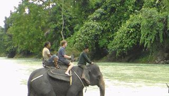 Array,PLG Tangkahan Dulu Tempat 'Pesta' Perambah Hutan, Kini Gajah & Warga Sejahtera
