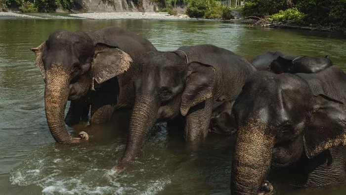 7 Pusat Konservasi Gajah di Indonesia, Kondisinya Ada yang Tak Baik-baik Saja, 1. Taman Nasional Way Kambas, Lampung, 2. Tangkahan, Sumatera Utara, 3. Nunukan, Kalimantan Utara, 4. Taman Nasional Tesso Nilo, Riau, 5. Pusat Latihan Gajah Minas, Riau, 6. Pusat Latihan Gajah Sebanga, Riau, 7. Pusat Latihan Gajah Saree, Aceh