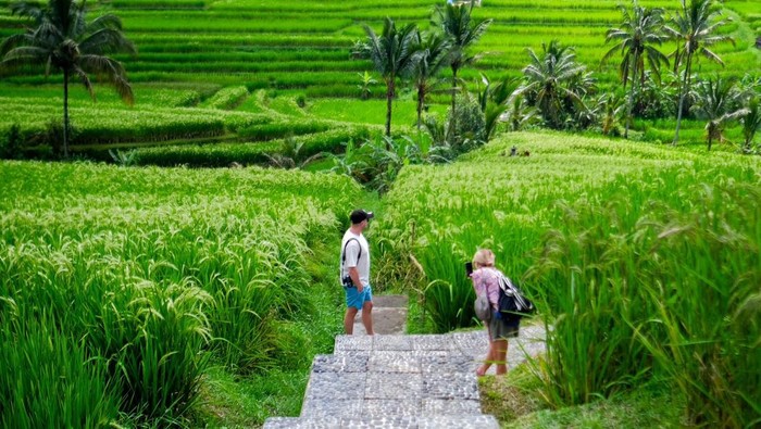Array,Mengenal Desa Wisata Jatiluwih, Bali Siap Terima Delegasi World Water Forum