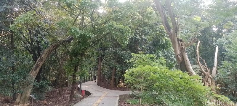 Panduan ke Hutan Kota Srengseng: Sejarah, Jam Buka, hingga Fasilitasnya, Sejarah Hutan Kota Srengseng, Cara ke Hutan Kota Srengseng, Jam Buka dan Tiket Masuk Hutan Kota Srengseng, Fasilitas di Hutan Kota Srengseng, Aktivitas yang Bisa Dilakukan di Hutan Kota Srengseng