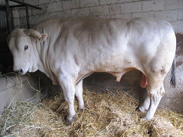 Array,Bukan Sapi Limosin! Ini Chianina Jenis Sapi Terbesar di Dunia