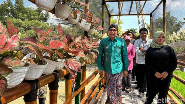 Array,Menelusuri Taman Aglaonema Sleman, Surga Tanaman Hias di Lereng Merapi