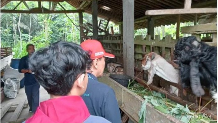 Beternak Hingga Panen Salak, Ini Beragam Aktivitas Seru di Desa Wisata Nganggring, 1. Pengelolaan Hutan Rakyat, 2. Budidaya Kambing Peranakan Etawa (PE), 3. Paket Edukasi Kambing, 4. Memerah Susu Kambing PE, 5. Mengelola Pakan dan Pupuk Organik, 6. Mengolah Susu Kambing PE, 7. Mengelola Lotion dan Sabun dari Susu Kambing, 8. Panen Salak