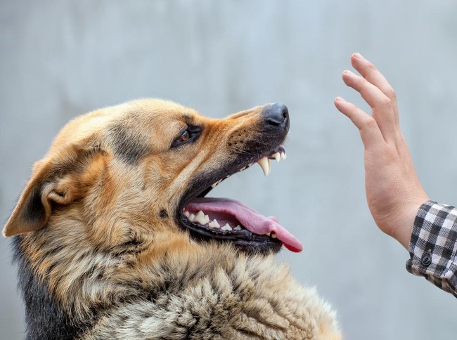 Array,8 Arti Mimpi Dikejar Anjing, Ada Rasa Takut hingga Trauma dalam Hidup
