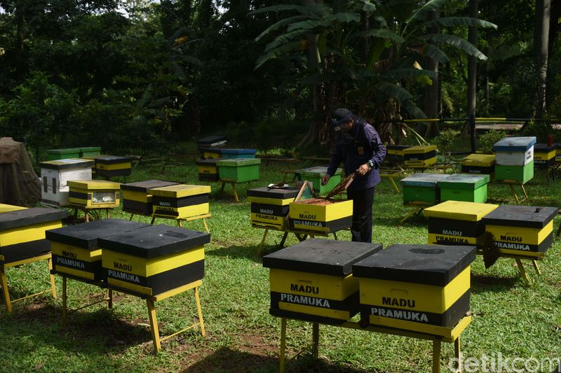 5 Tempat Back to Nature yang Ramah Anak, Murah, Sekitar Jakarta, 1. Taman Margasatwa Ragunan, 2. Kampung Konservasi RIMBUN, 3. Kampung Main Cipulir (KMC), 4. Taman Wisata Lebah (TWL), 5. Scientia Square Park (SQP)