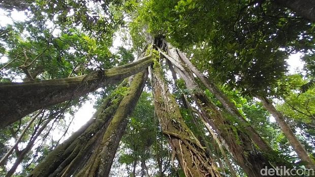 Array,Fenomena Langka! Misteri Pohon Berkaki Delapan di Majalengka