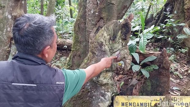 Array,Fenomena Langka! Misteri Pohon Berkaki Delapan di Majalengka