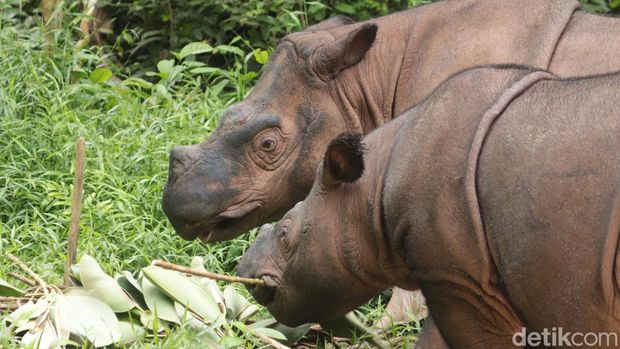 Tentang TN Way Kambas, Benteng Terakhir Gajah Sumatera di Lampung, 1. Pusat Konservasi Gajah Tertua di Indonesia, 2. Keberhasilan Program Pembiakan, 3. Rumah Bagi Satwa dan Tanaman Endemik, 4. Ekowisata Edukatif yang Terkelola