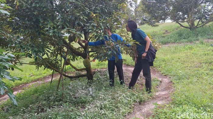 Array,Sensasi Makan Durian Dipetik Langsung dari Pohon, Wajib Coba!