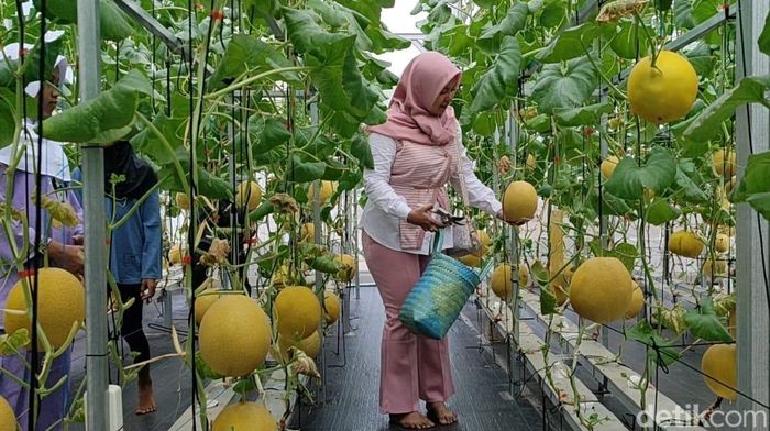 Array,Ngabuburit Beda di Pangandaran Sambil Petik Melon Inthanon