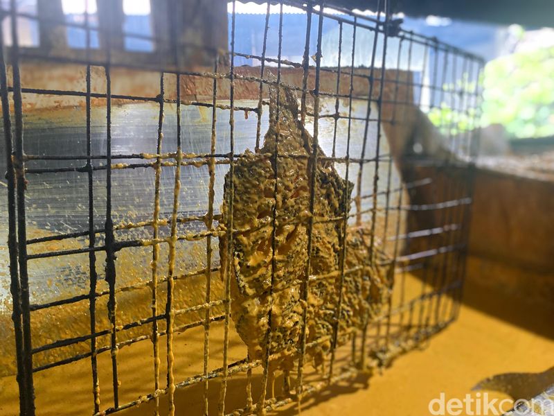 Serba Nikmat: Gurame Bakar Bumbu Padang Lezat 'Ngumpet' di Ciputat, 1. Pakai Ikan Gurame yang Segar, 2. Hanya Sajikan 1 Menu, 3. Sudah Berjualan Sejak 1973, 4. Gurame Bakar Bumbu Padang yang Gurih Berempah, 5. Ludes 50 Ekor Gurame saat Ramadan