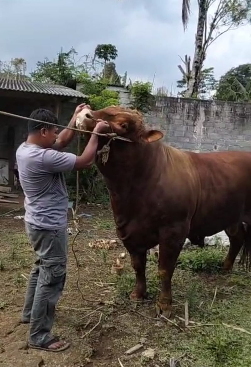 5 Fakta Sapi Limosin, Sapi 'Sultan' Bobot 1 Ton Seharga Rp 100 Juta, 1. Asal-usul sapi limosin, 2. Karakteristik sapi limosin, 3. Tersebar sampai ke Indonesia, 4. Keunggulan sapi limosin, 5. Harga capai Rp 100 juta
