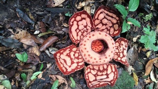 Nggak Cuma 1, Indonesia Punya 16 Spesies Rafflesia, Ditemukan di Daerah yang Berbeda, 1. Rafflesia arnoldii, 2. Rafflesia bengkuluensis, 3. Rafflesia lawangensis, 4. Rafflesia kemumu, 5. Rafflesia micropylora, 6. Rafflesia meijeri, 7. Rafflesia hasseltii, 8. Rafflesia cantleyi, 9. Rafflesia gadutensis, 10. Rafflesia rochussenii, 11. Rafflesia patma, 12. Rafflesia zollingeriana, 13. Rafflesia tuan-mudae, 14. Rafflesia pricei, 15. Rafflesia atjehensis, 16. Rafflesia sp. 1