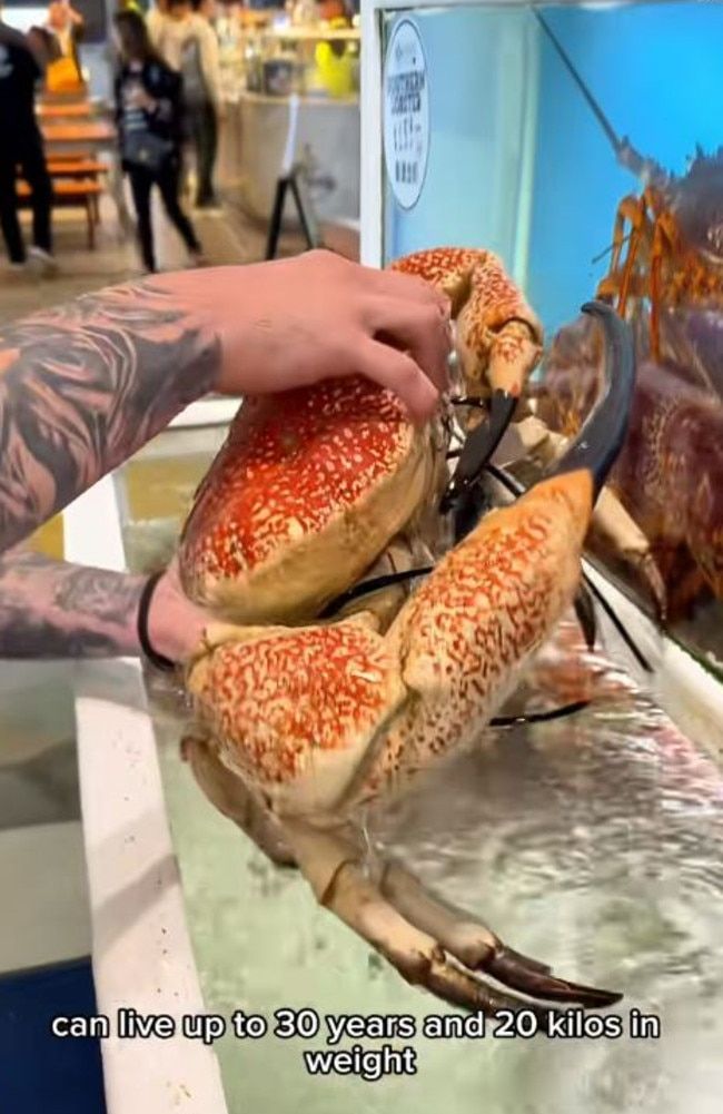 Array,Food Blogger Disorot Usai Makan Kepiting Langka Rp 20 Juta