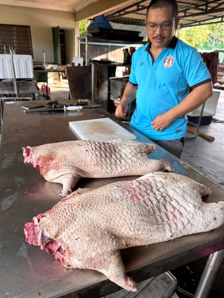 Array,Wah! Daging Landak Disebut Lebih Enak Daripada Daging Ayam