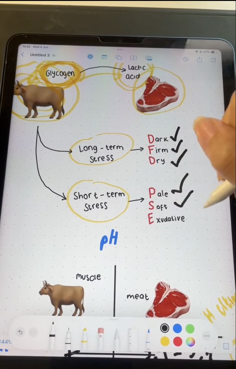 Array,Kenapa Ya Daging Kurban Rasanya Beda dari Daging Biasa?