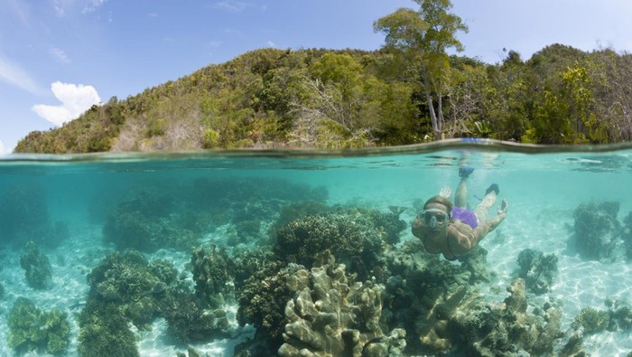 Array,Pesona Keanekaragaman Hayati Indonesia Timur, Cocok untuk Traveler dan Patut Dijaga