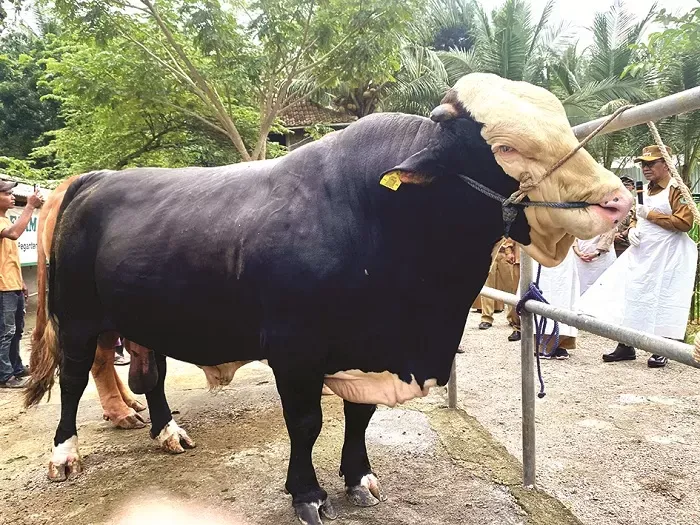 5 Sapi Kurban Presiden Prabowo, Bobotnya 800 Kg Sampai 1,3 Ton!, 1. Brawijaya dan Jack, 2. Parjo, 3. Si Belang, 4. Buleleng, 5. Suro Gentho