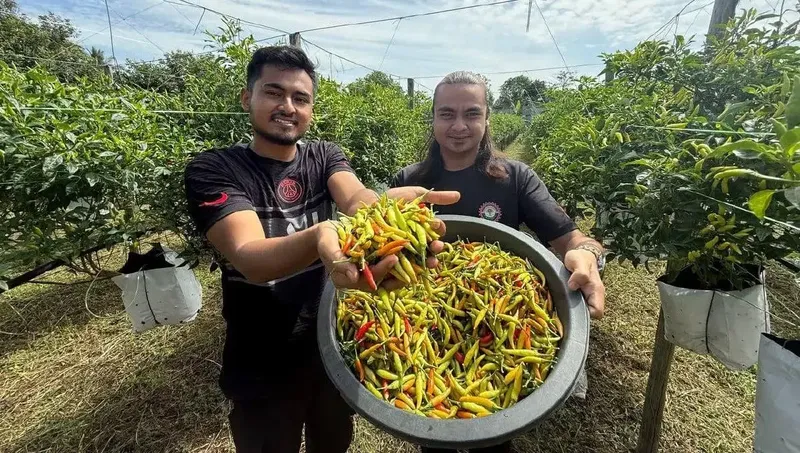 Array,Teknisi Kini Jadi Petani Cabai, Penghasilannya Bisa Ratusan Juta Sebulan!