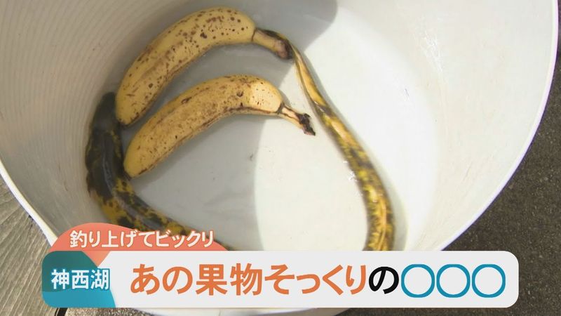 Array,Di Jepang Muncul Belut Motif Pisang yang Langka dan Aneh