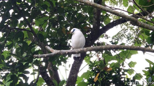 Array,Di Kampung Ini Jalak Bali Dikonservasi dengan Adat dan Gotong-royong Warga