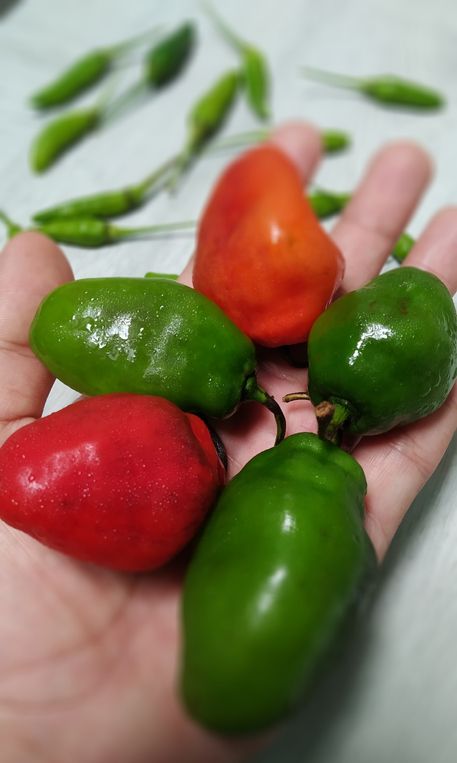 5 Fakta Cabai Gendot yang Viral Dimasak Jadi Oseng ala Teh Shanty, 1. Dibudidayakan di Yucatan, 2. Tumbuh di cuaca panas, 3. Punya bentuk unik, 4. Punya rasa pedas tajam, 5. Mengandung beragam nutrisi