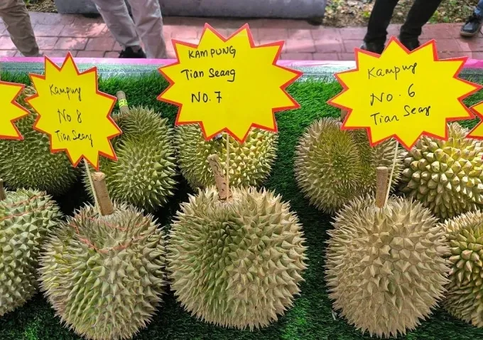 Array,Meriah! Festival Durian Ini Ajak 1.000 Orang Makan Sepuasnya