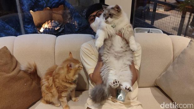 Array,Main Sama Sapi, Kucing Gemoy di Cat Lounge SCBD