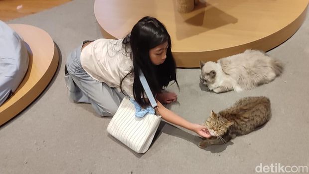 Array,Main Sama Sapi, Kucing Gemoy di Cat Lounge SCBD