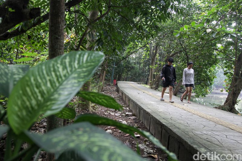 Healing Tipis di Pinggir Kota, Cuma Modal Rp 150 Ribu, 1. Kebun Raya Cibodas, 2. Waduk Cincin Papanggo, Jakarta Utara, 3. Hutan Kota Srengseng Sawah, 4. Taman Wisata Alam (TWA) Angke Kapuk