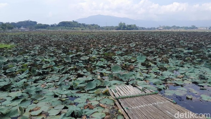 Array,56 Hektare Tertutup Gulma, Situ Bagendit Dibersihkan Besar-besaran