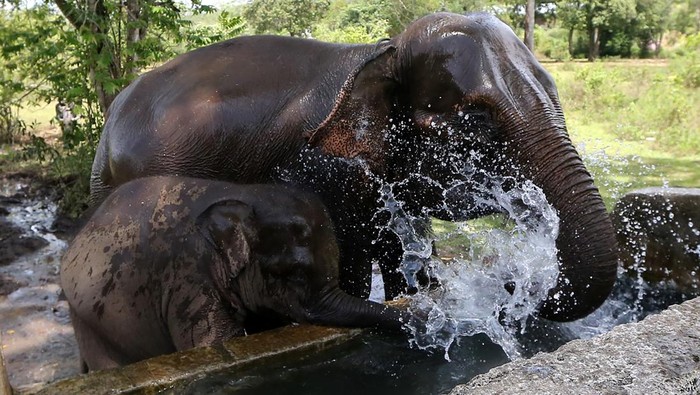 7 Pusat Konservasi Gajah di Indonesia, Kondisinya Ada yang Tak Baik-baik Saja, 1. Taman Nasional Way Kambas, Lampung, 2. Tangkahan, Sumatera Utara, 3. Nunukan, Kalimantan Utara, 4. Taman Nasional Tesso Nilo, Riau, 5. Pusat Latihan Gajah Minas, Riau, 6. Pusat Latihan Gajah Sebanga, Riau, 7. Pusat Latihan Gajah Saree, Aceh