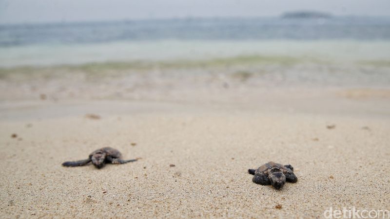 Rekomendasi Jalan-jalan Sehari di Pulau Seribu, Jakarta, 1. Pulau Sepa, 2. Pulau Putri, 3. Pulau Bidadari, 4. Pulau Ayer, 5. Pulau Pelangi, 6. Pulau Tidung