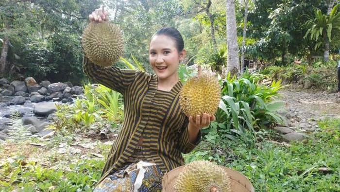 Array,Hutan Durian Terbesar Asia Tenggara, Ada di Desa Wisata Ini