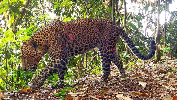 Array,Macan Tutul dan Naga Jawa Ada di Gunung Sanggabuana, Kok Bisa?