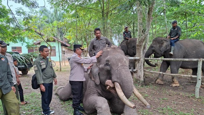 Array,Deforestasi Ugal-ugalan, Rumah Gajah PLG Sebanga Tersisa Cuma 1 Hektar