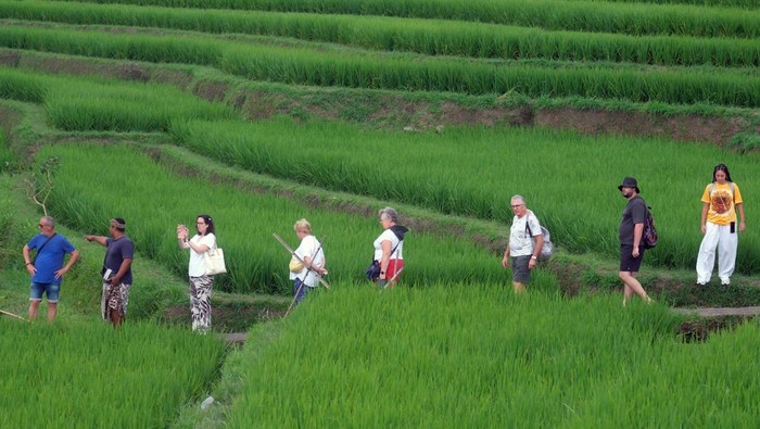 Kenali Desa Jatiluwih, Sawah Terasering Penuh Pesona dan Diakui UNESCO, 1. Diakui UNESCO Sebagai Warisan Dunia, 2. Sistem Subak, 3. Best Tourism Village 2024, 4. Hamparan Sawah Terasering, 5. Rumah Keanekaragaman Hayati Bali