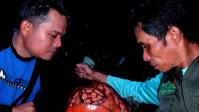 Fakta Hutan Hujan, Sumpur Kudus, Lokasi Rafflesia Hasseltii Ditemukan, 1. Lokasi Ditemukannya Rafflesia hasseltii, 2. Memiliki Trek yang Menantang, 3. Bagian Kehutanan Sosial dan Memiliki Keanekaragaman Hayati, 4. Habitat Harimau