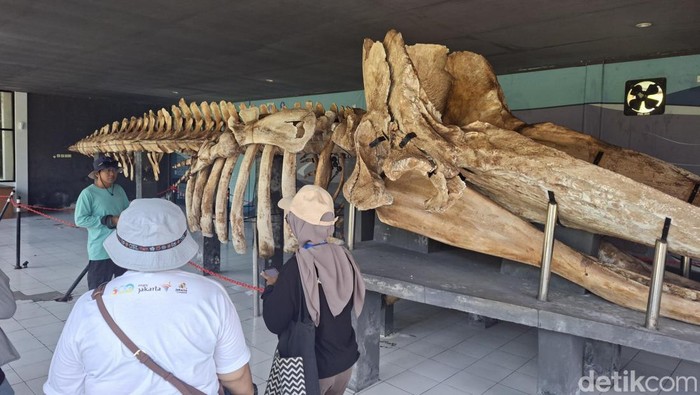 Array,Melihat Kerangka Paus di Museum Ikan Paus di Pulau Tidung