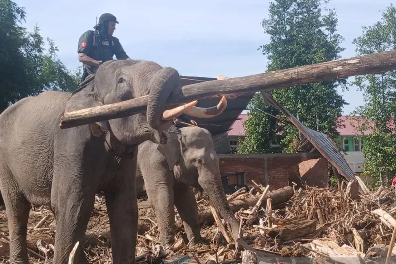 Fakta-Fakta PLG Saree, Rumah Empat Gajah yang Bersihkan Puing Banjir di Aceh, 1. Pusat Konservasi dan Latihan Gajah Sumatera, 2. Respons Konflik Antar Satwa-Manusia, 3. Destinasi Wisata Edukasi, 4. Berkontribusi dalam Penanggulangan Bencana