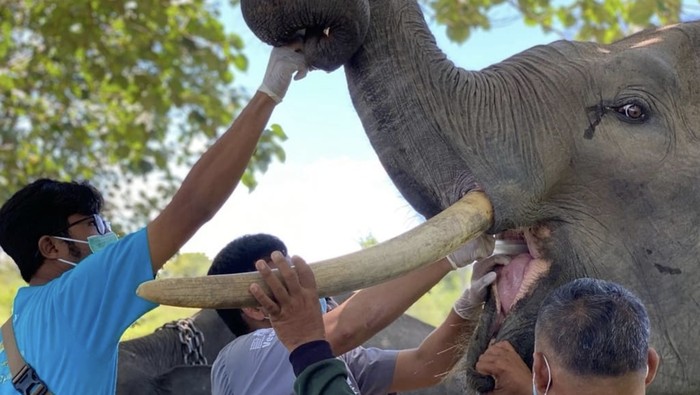 7 Pusat Konservasi Gajah di Indonesia, Kondisinya Ada yang Tak Baik-baik Saja, 1. Taman Nasional Way Kambas, Lampung, 2. Tangkahan, Sumatera Utara, 3. Nunukan, Kalimantan Utara, 4. Taman Nasional Tesso Nilo, Riau, 5. Pusat Latihan Gajah Minas, Riau, 6. Pusat Latihan Gajah Sebanga, Riau, 7. Pusat Latihan Gajah Saree, Aceh