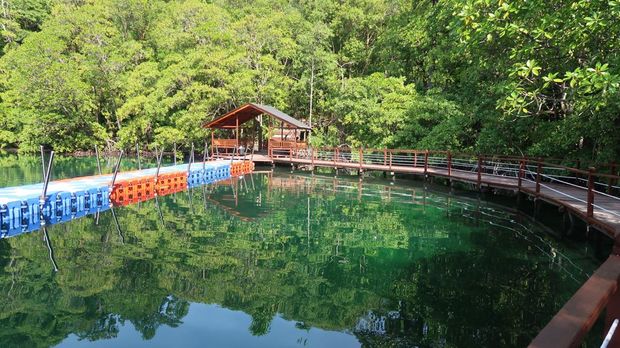 Array,Begini Rasanya Berenang di Antara Jutaan Ubur-ubur Tak Menyengat
