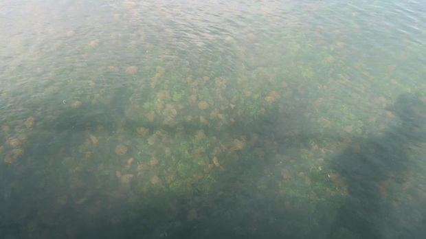 Array,Begini Rasanya Berenang di Antara Jutaan Ubur-ubur Tak Menyengat