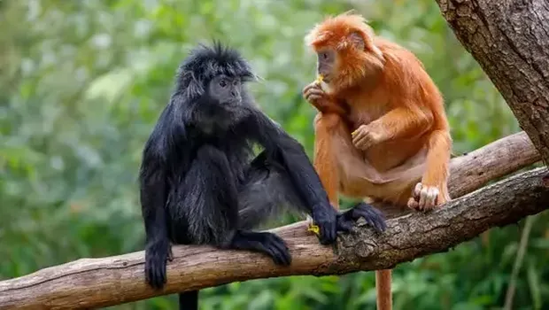 Nggak Perlu Jauh, Ini 8 Spot Wisata Dekat Jakarta Untuk Libur Long Weekend, 1. Tanjung Lesung Beach, 2. Kepulauan Seribu, 3. Puncak, Bogor, 4. Taman Safari Indonesia, 5. Tebing Koja, 6. Scientia Square Park, 7. Orchid Forest Cikole, 8. Trip di Lembang