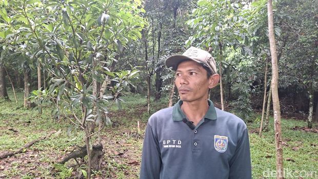 Array,Menanti Revitalisasi Tahura Pancoran Mas, Depok: Punya Jogging Track-Wisata Edukasi