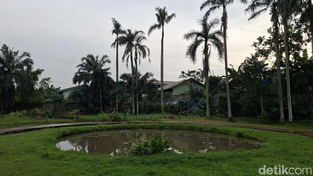 Array,Taman Salak Kuning: Transformasi Sebuah Rawa Menjadi 'Bukit Teletubbies'
