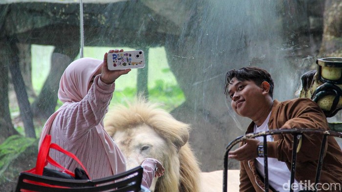 Faunaland Ancol: Kebun Binatang Ala Hutan Papua Tersembunyi di Jakarta, Konsep Papua, Koleksi Hewan yang Langka dan Unik di Faunaland, Berikut adalah beberapa daya tarik utama yang patut diperhatikan:, Informasi Penting bagi Pengunjung